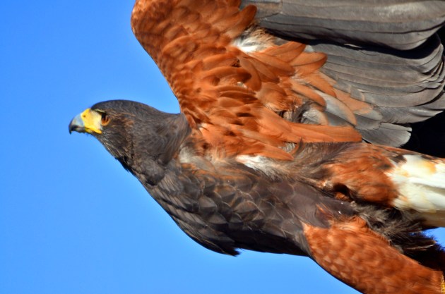 24006906074_8c374f345c_k