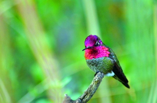 25888839025_10e6faf393_k