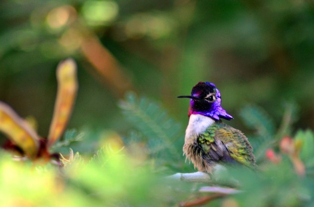 25889158715_e8e4df22d6_k